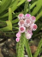 Lachnospermum umbellatum