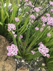 Lachnospermum umbellatum