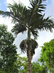 Chambeyronia macrocarpa