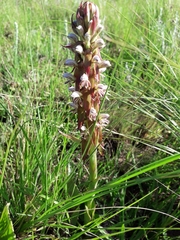 Satyrium cristatum cristatum