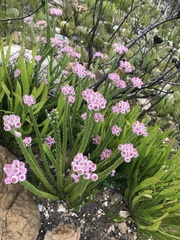 Lachnospermum umbellatum