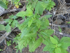 Scrophularia lanceolata