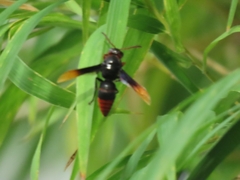 Rhynchium haemorrhoidale