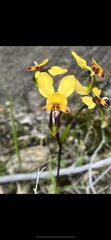 Diuris corymbosa