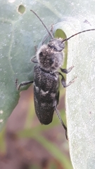 Hylotrupes bajulus