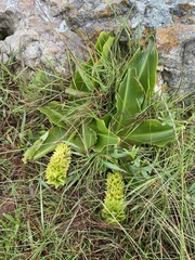 Eucomis
