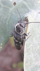 Hylotrupes bajulus