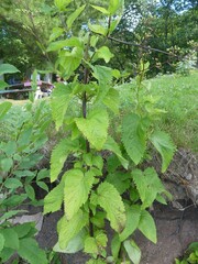 Scrophularia lanceolata