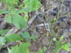 Scrophularia lanceolata