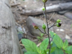 Scrophularia lanceolata