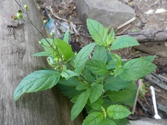 Scrophularia lanceolata