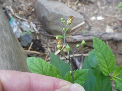 Scrophularia lanceolata