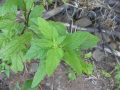 Scrophularia lanceolata