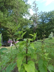 Scrophularia lanceolata