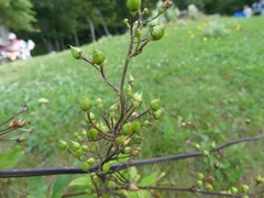 Scrophularia lanceolata
