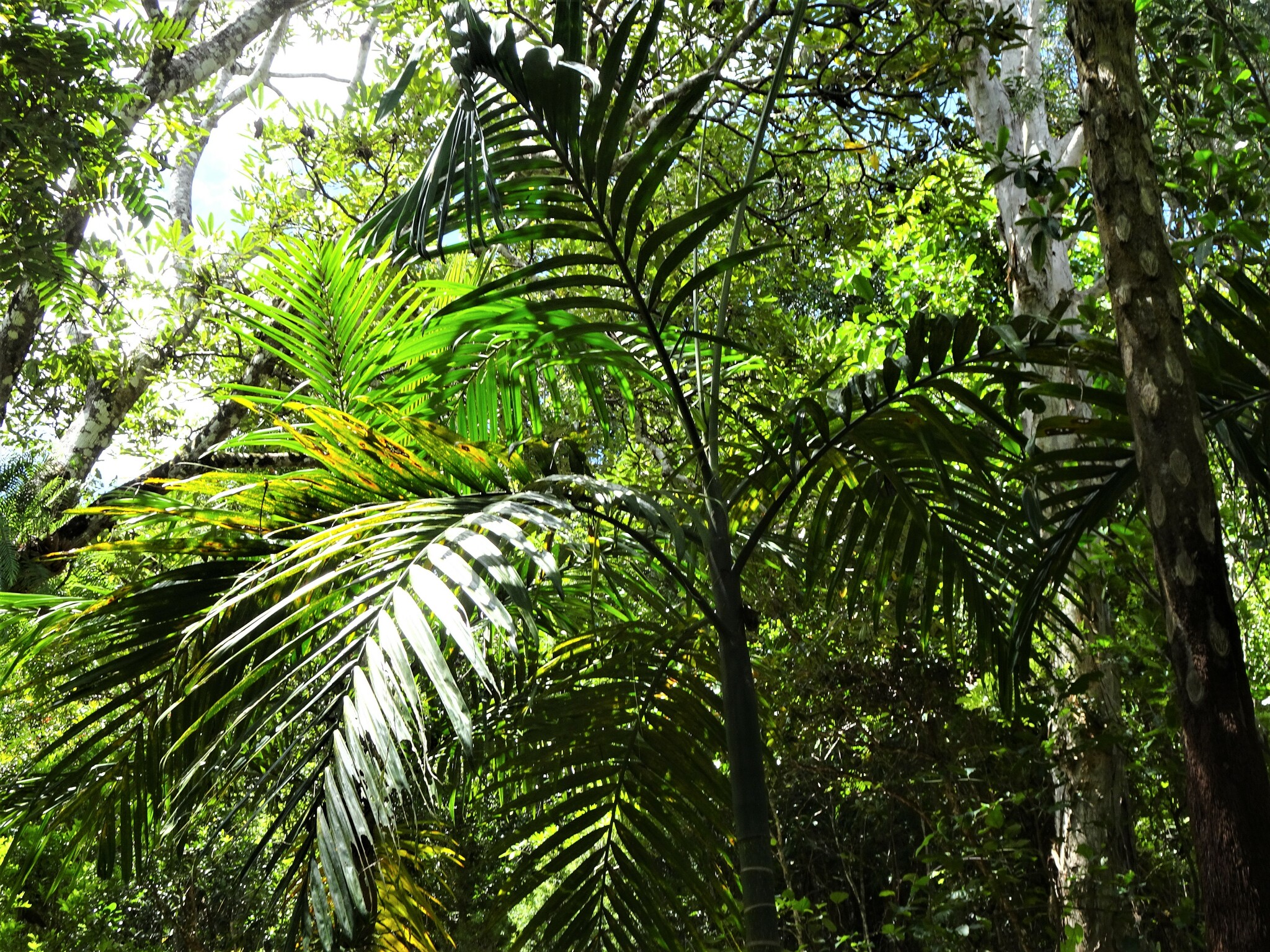 Imagem de Palmeira-de-lord-howe