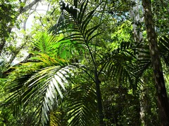 Chambeyronia macrocarpa