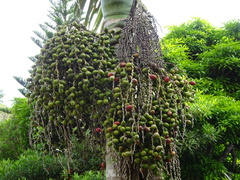 Chambeyronia macrocarpa