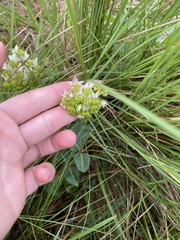 Asclepias albens