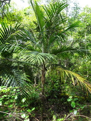 Chambeyronia divaricata