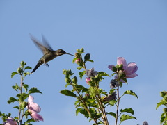 Heliomaster furcifer