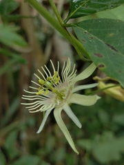 Passiflora cisnana