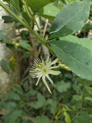 Passiflora cisnana
