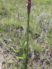 Satyrium longicauda longicauda