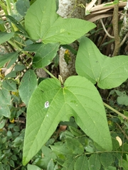 Passiflora cisnana