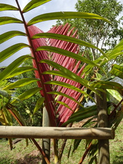 Chambeyronia divaricata