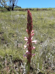 Satyrium longicauda longicauda