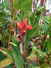 Canna × generalis