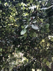 Neolamarckia cadamba