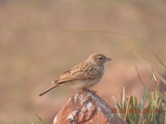 Mirafra erythroptera