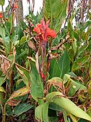 Canna × generalis