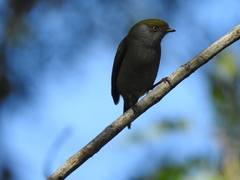 Ilicura militaris