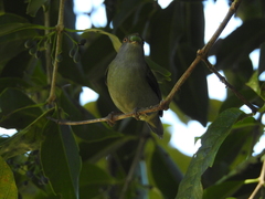 Ilicura militaris