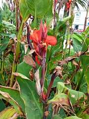 Canna × generalis
