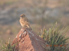 Mirafra erythroptera