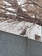 Phoenicurus ochruros