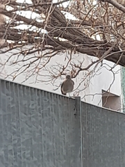 Phoenicurus ochruros