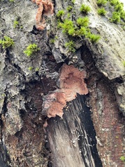 Phlebia radiata