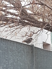 Phoenicurus ochruros