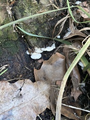 Crepidotus variabilis