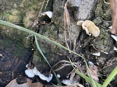 Crepidotus variabilis