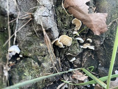Crepidotus variabilis