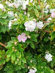 Impatiens sodenii