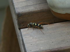 Clytus arietis
