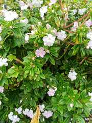 Impatiens sodenii
