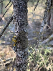 Pleurosticta acetabulum